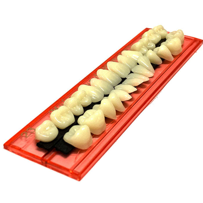 Professional Grade Fake Resin Teeth Set - 28 Pieces - Prop Money Inc.